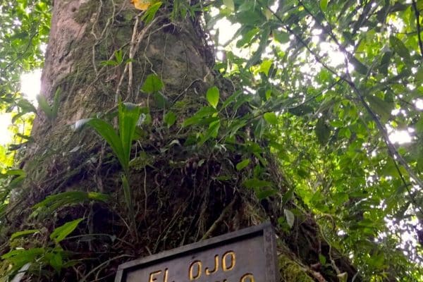 wagelia espino blanco