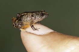 Une nouvelle espèce de grenouille découverte au Costa Rica