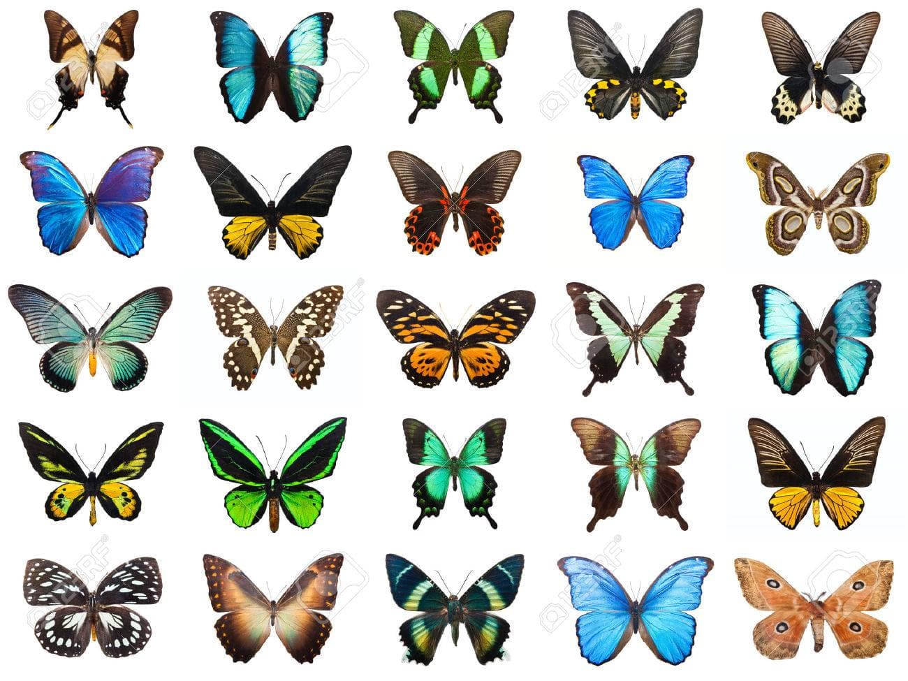 papillon-papillons-tropicaux-costa-rica-decouverte