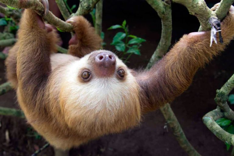 paresseux cover costa rica decouverte