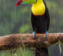 faune toucan arc en ciel pluie vertical costa rica