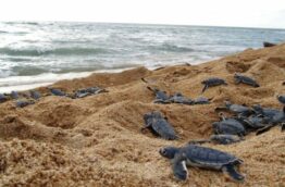 La nidification des tortues au Costa Rica : tout ce que vous devez savoir (1/2)