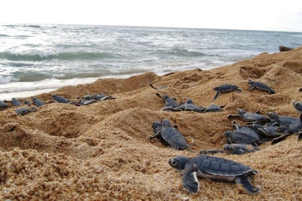 nidification tortues naissance costa rica decouverte