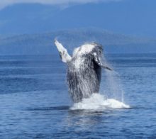 Baleine à bosse