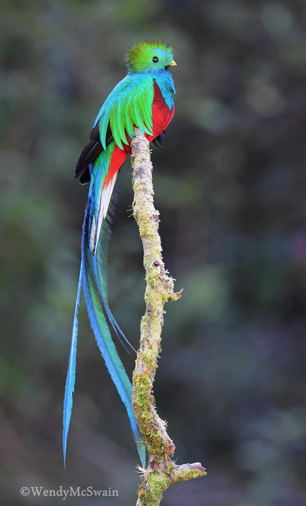 La Vallée des Quetzals au Costa Rica Costa Rica Découverte