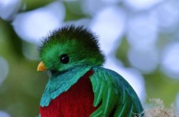quetzals-tete-costa-rica-decouverte