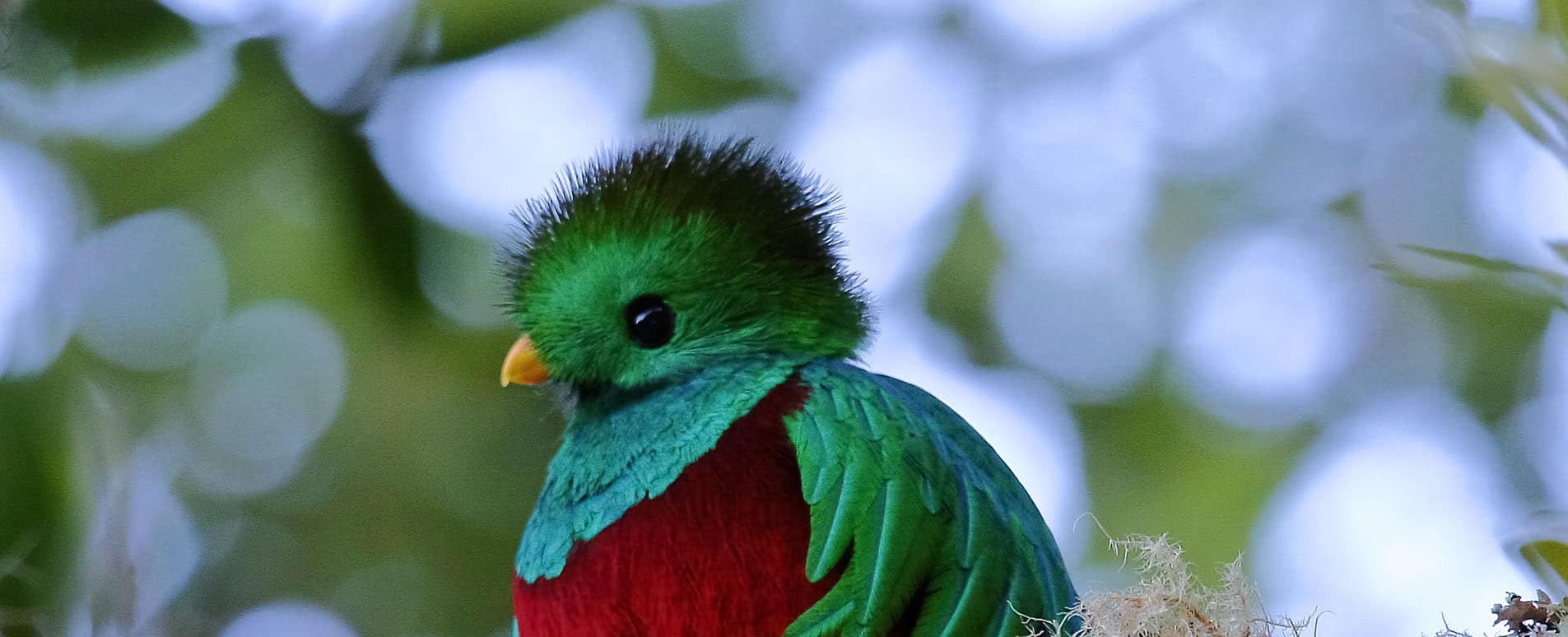 quetzals-tete-costa-rica-decouverte