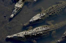 pont-tarcoles-crocodiles-costa-rica-decouverte