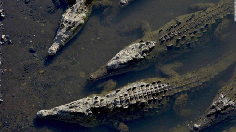 pont tarcoles crocodiles costa rica decouverte