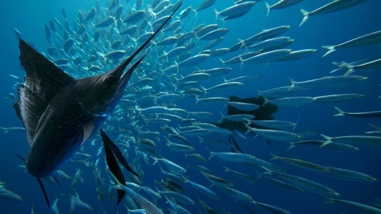 poissons marlin cover costa rica decouverte