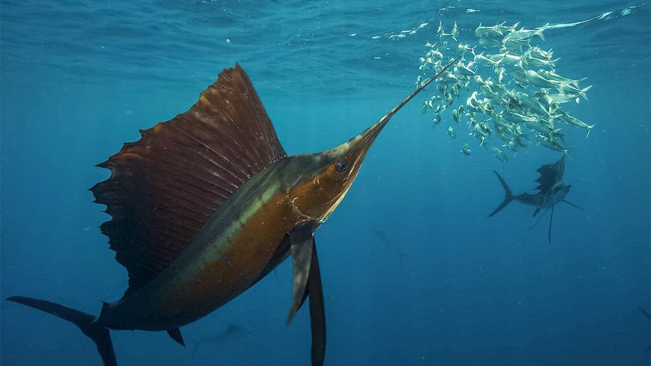 Les espèces de poissons au Costa Rica Costa Rica Découverte