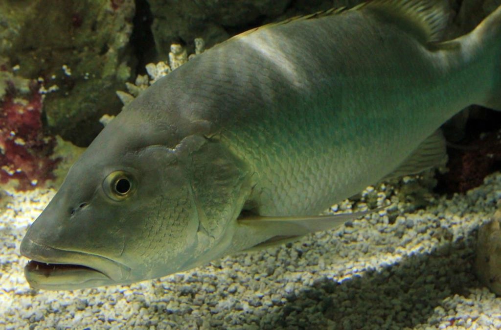 poissons-snapper-pargo-costa-rica-decouverte