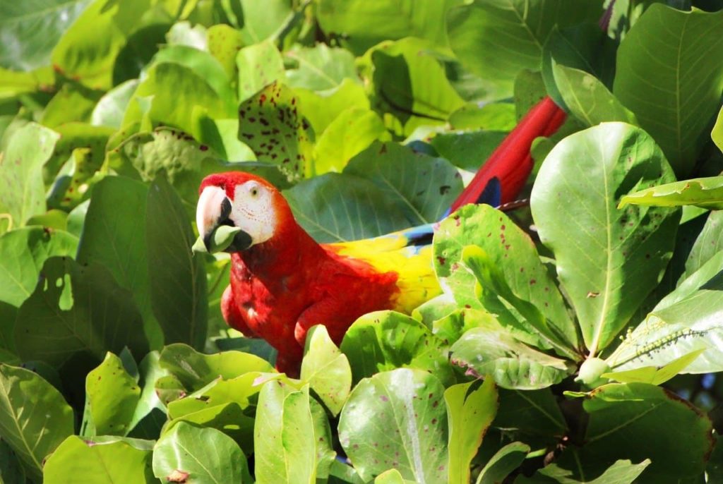 protection-perroquet-costa-rica-decouverte