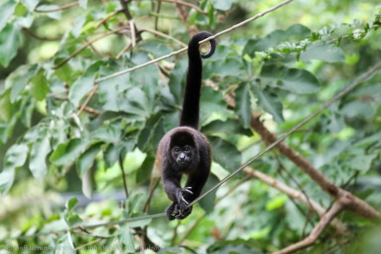 protection singe cable electrique costa rica decouverte