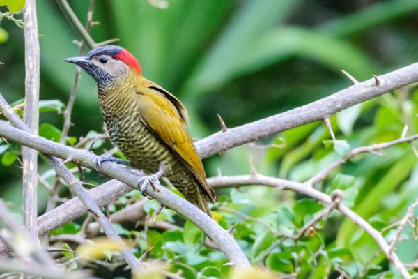 Pic costa rica decouverte