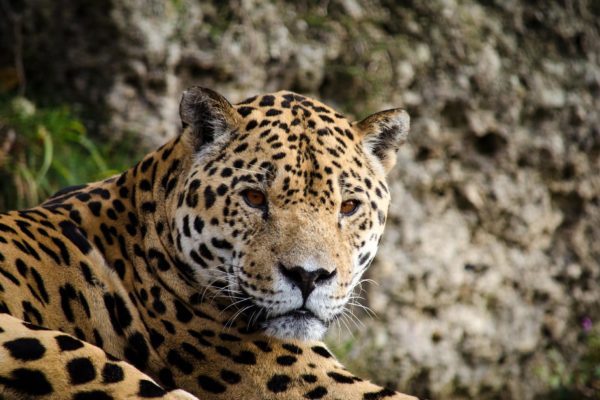 jaguar-mignon-costa-rica-decouverte