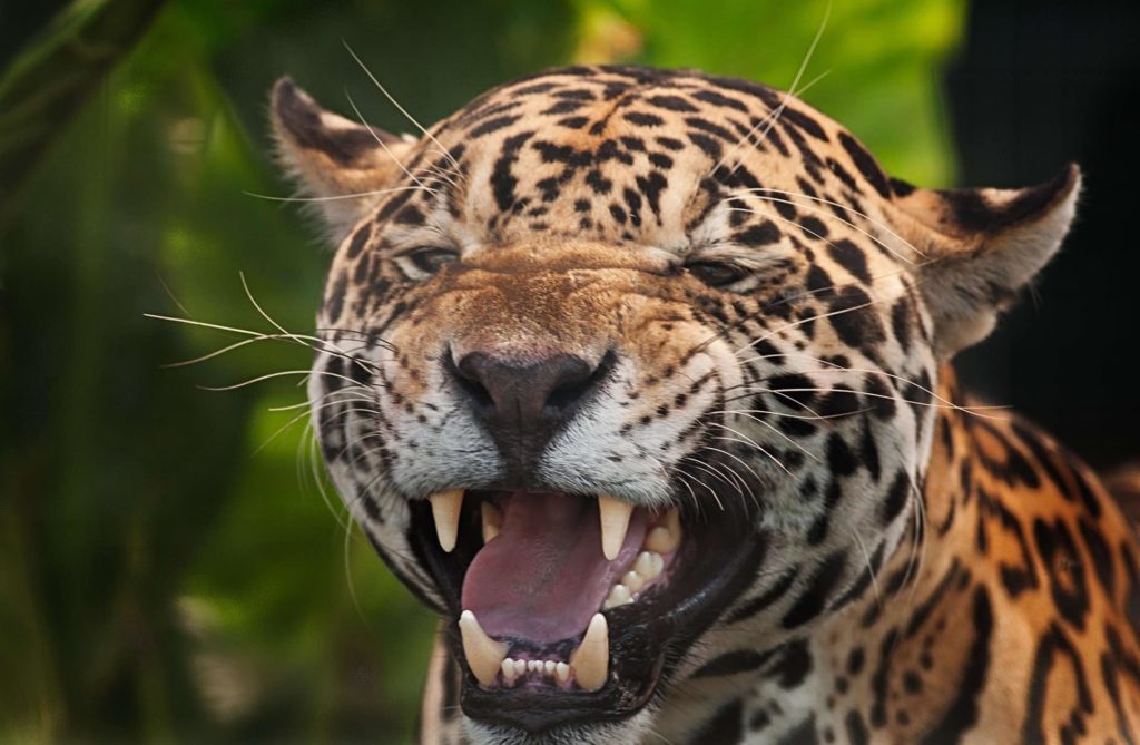 jaguar-sourire-costa-rica-decouverte