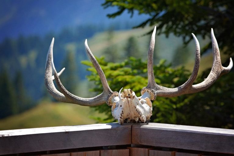 trophees de chasse interdiction costa rica decouverte