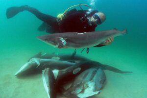 conservation des requins ailerons coupes costa rica decouverte