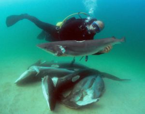 conservation-des-requins-ailerons-coupes-costa-rica-decouverte