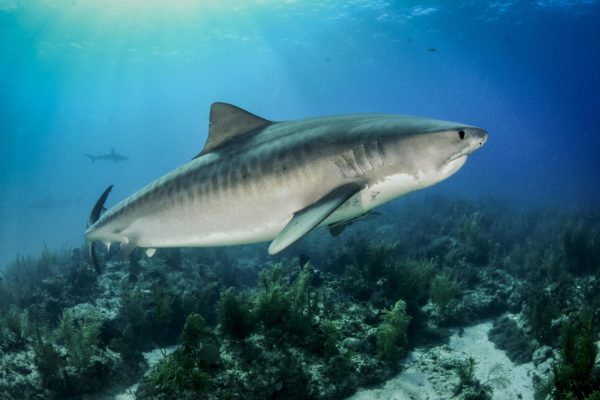 conservation des requins requin tigre costa rica decouverte