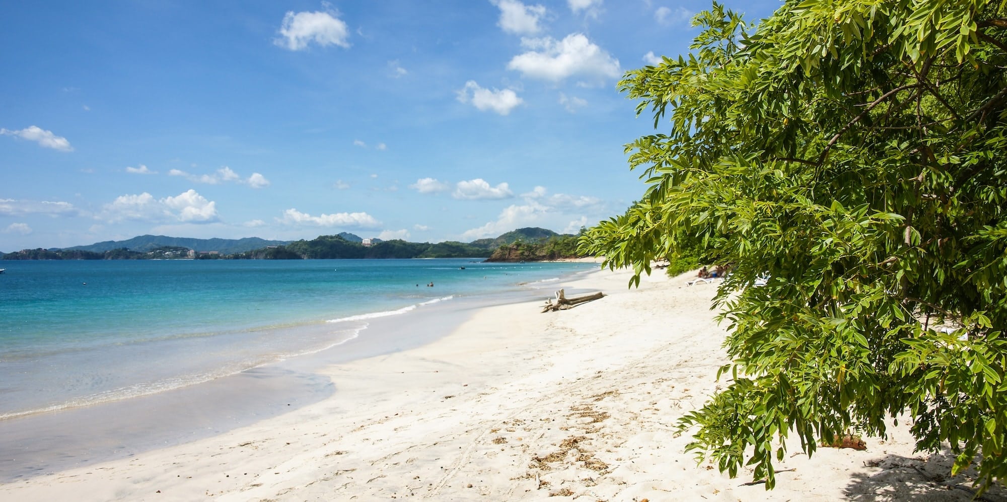 faune iguane px copie