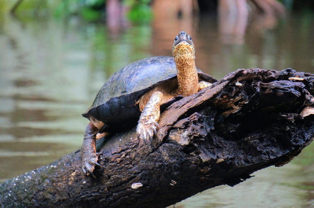 paysages-Tortuguero-costa-rica-decouverte