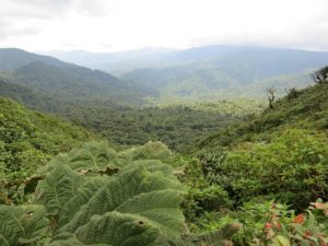 paysages-monteverde-costa-rica-decouverte
