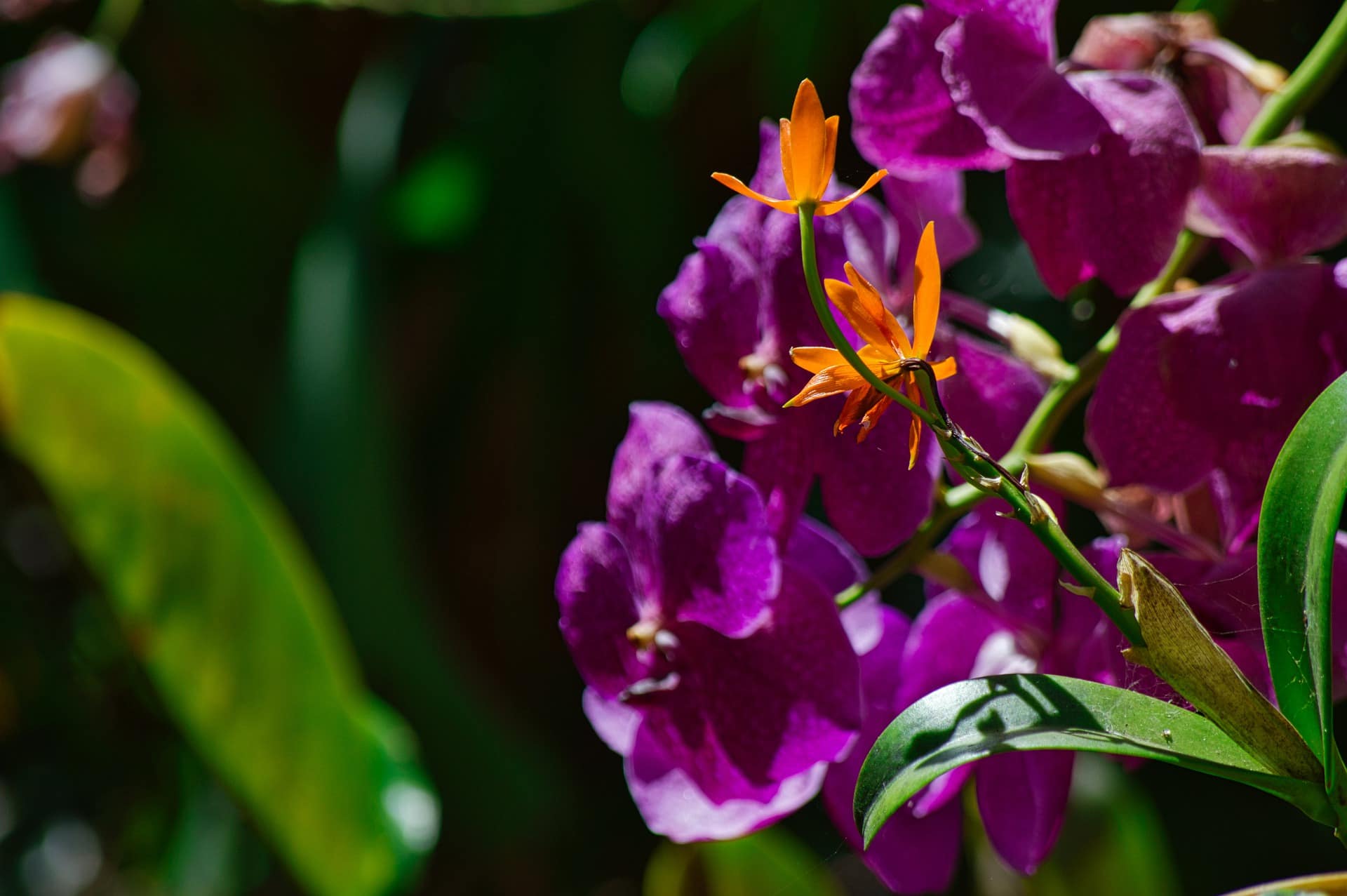 orchidees-cover-costa-rica-decouverte