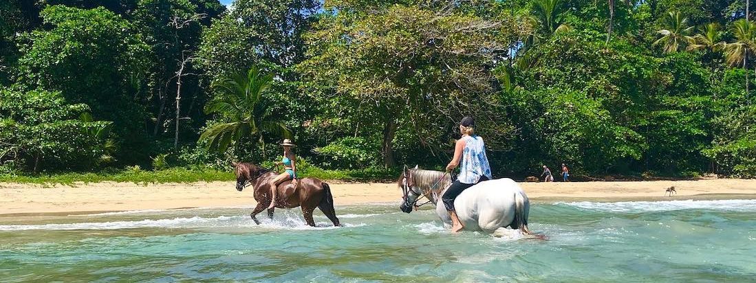 caribe horse cheval mer caraibes costa rica
