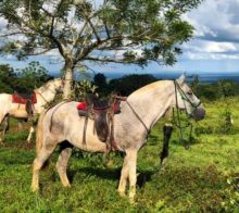 equitation cheval tenorio costa rica decouverte