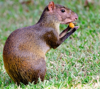 faune agouti noyau is costa rica decouverte