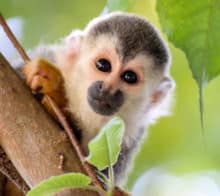 faune singe ecureuil regard is costarica decouverte