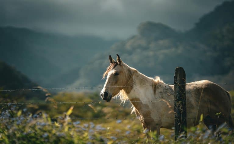 Cheval isolé colline flou-PX