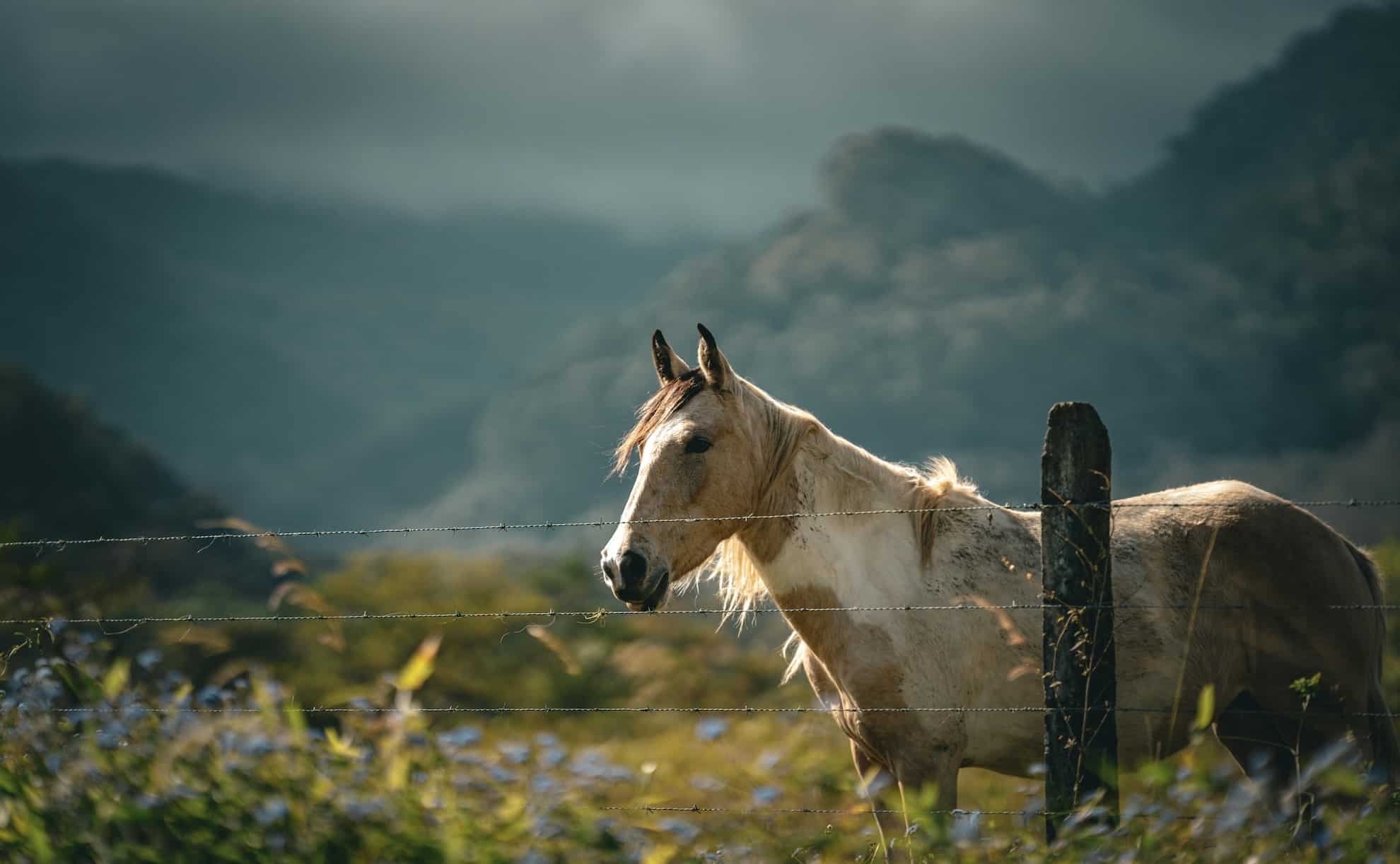 faune iguane px copie