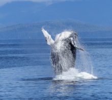 faune baleine a bosses uvita px