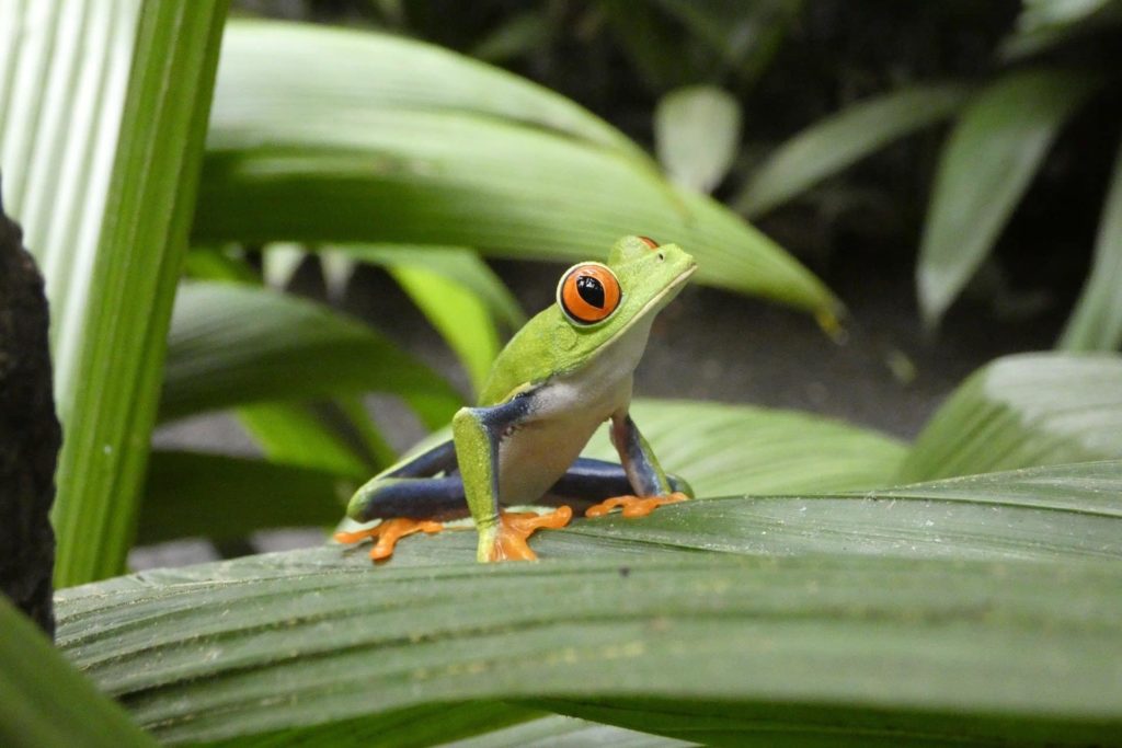 ecotourisme-grenouille-costa-rica-decouverte