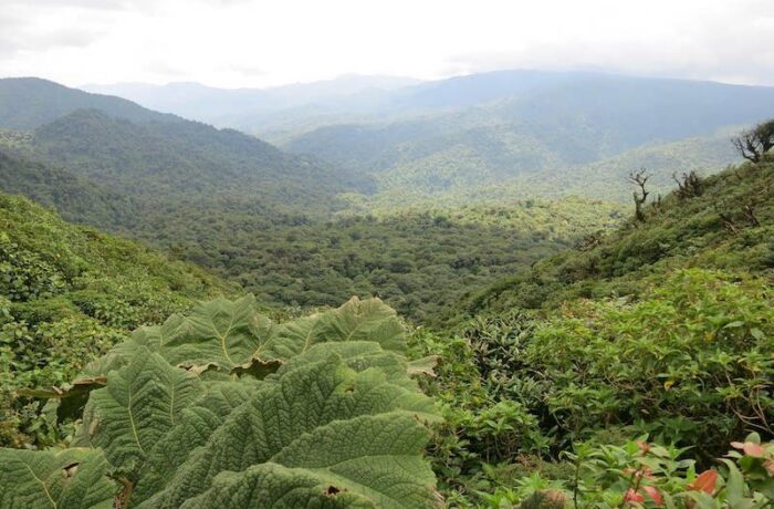 ecotourisme-monteverde-costa-rica-decouverte