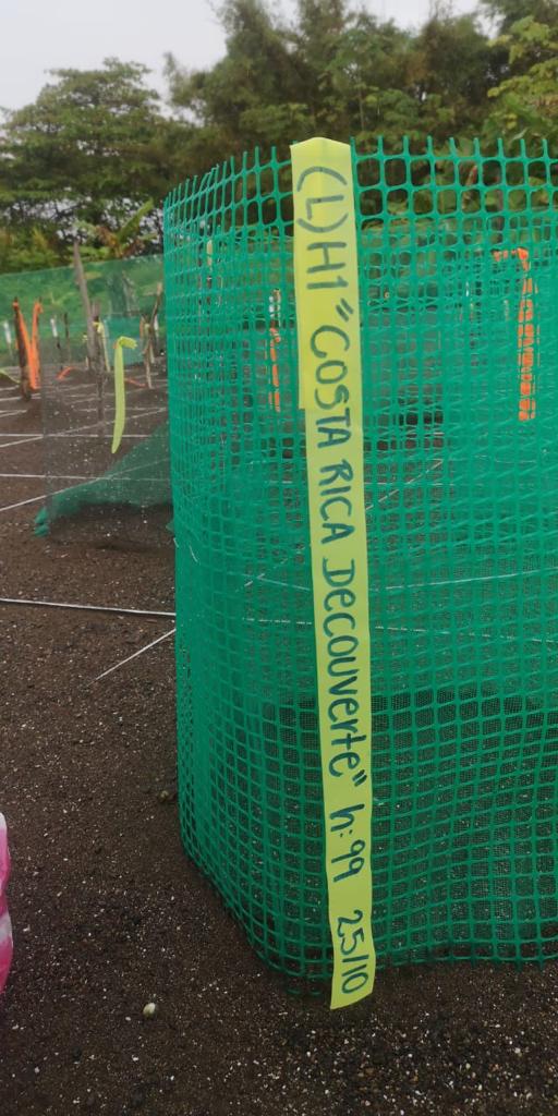 nid de tortue costa rica decouverte