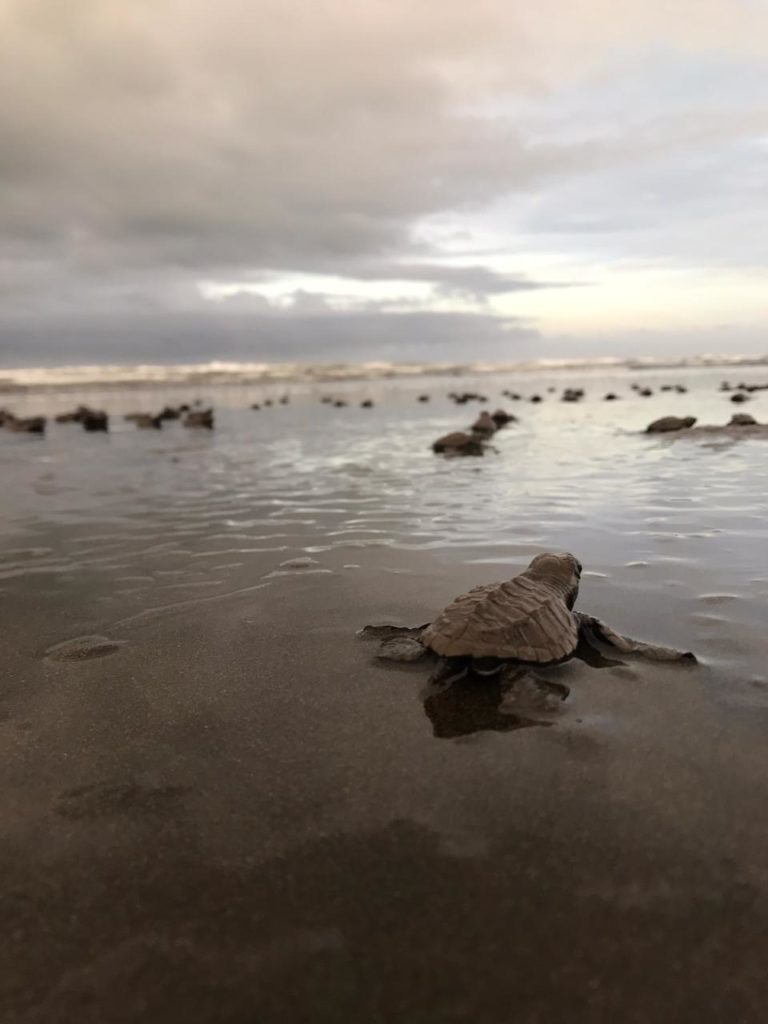 nid-de-tortue-naissance-costa-rica-decouverte