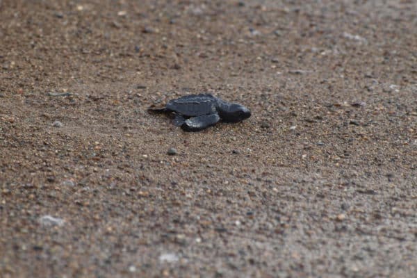 nid de tortue plage costa rica decouverte