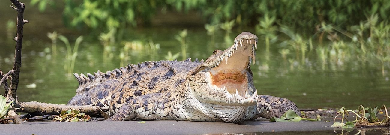 Crocodile qui baille aux corneilles