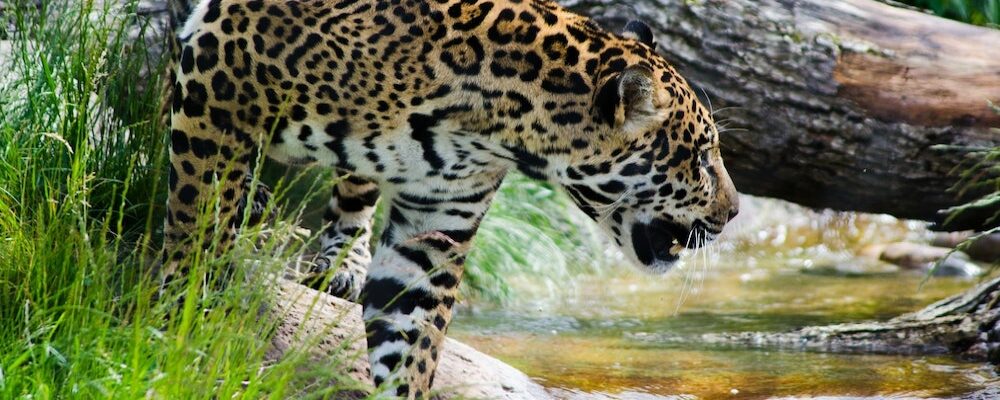 faune jaguar costa rica riviere px