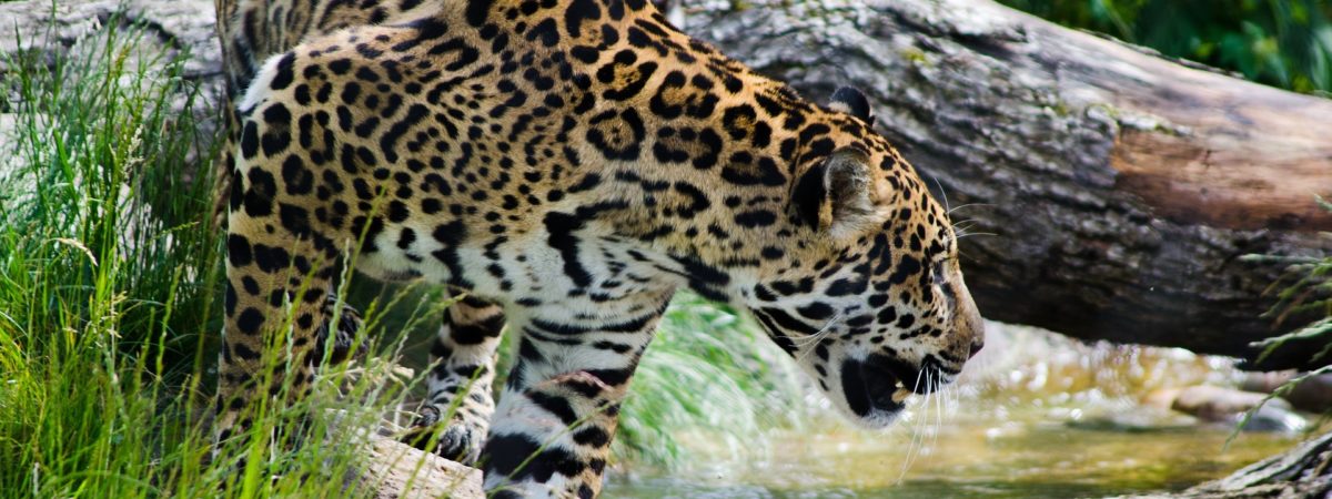 faune jaguar costa rica