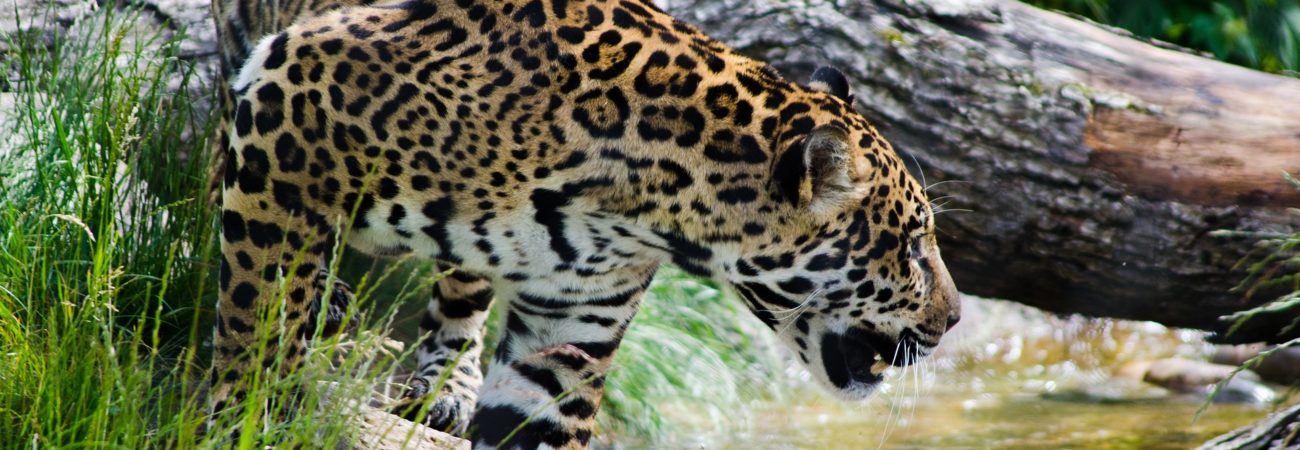 Le Jaguar, le félin insaisissable