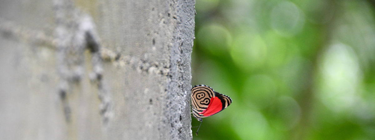 Papillon de la chance au Costa Rica