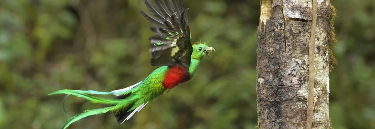 faune quetzal vol nid