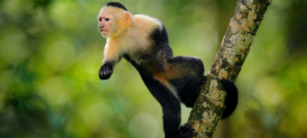 faune singe capucin bond is costa rica decouverte