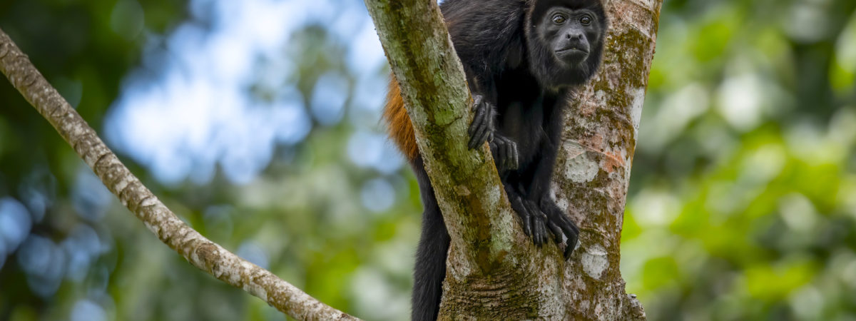 faune singe hurleur fourche arbre is costa rica decouverte