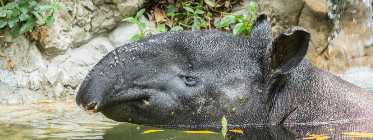 faune tapir profil is costa rica decouverte
